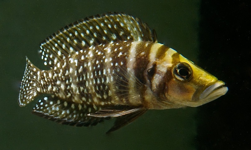 Altolamprologus calvus 'Moliro'